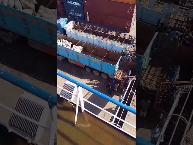 Discharging of a Livestock Vessel under Albaharia Agency
